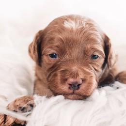 Jack - Red  male Goldendoodle puppy in Lima, Ohio from Hommel’s Mini Darling Doodles