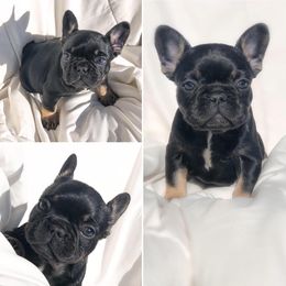 French Bulldog Puppies from Honey Bee Frenchies