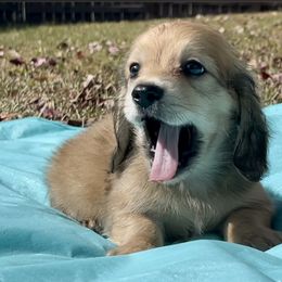 Dachshund Puppies from Island Farms Mimi’s Dachshunds Florida