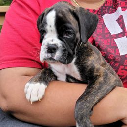 Female 2 - Fawn female Boxer puppy in Washington from Serenity Boxers