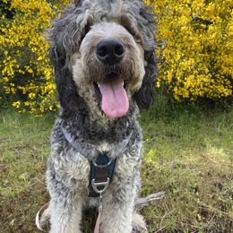 Bernedoodle and Saint Berdoodle All Grown Up from Myt fine doodles