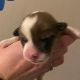 Red - Red male Pembroke Welsh Corgi puppy in Beulaville, North Carolina from Windy Acres Pembroke Welsh