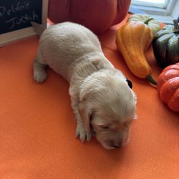 Boy 1 - Cream male Dachshund puppy in Jackson, Mississippi from Doxies Galore