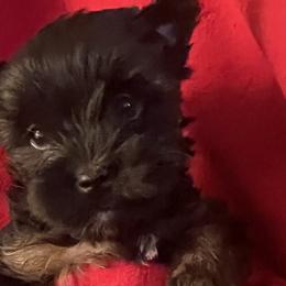 Yorkshire Terriers from Connies Yorkies