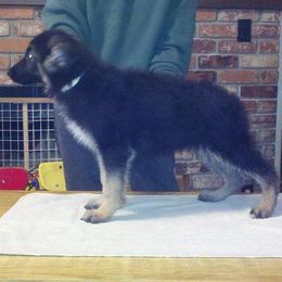German Shepherds from Encore German Shepherds