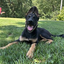 German Shepherd Puppies from Aus Gerstbrei German Shepherds
