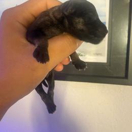 S P Boy - Salt and pepper male Miniature Schnauzer puppy in Upland, California from Rising Minis of Upland