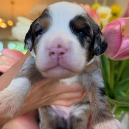 Shark girl - Merle female Assorted Doodle Crosses puppy in Yuciapa, California from AlltheDoodlez_