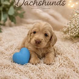 Rory - Cream male Dachshund puppy in Statesville, North Carolina from Lakeside Dachshunds