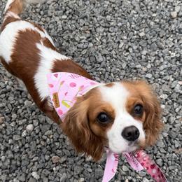 Cavalier King Charles Spaniels from Waverly Hall Cavaliers