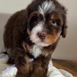 Cowboy - Tri-color male Bernedoodle puppy in Horseshoe Bend, Idaho from Over the Moon Poodles and Doodles