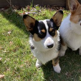 Oakley - Pembroke Welsh Corgi