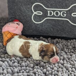 Coton de Tulear Puppies from Gil-VTales