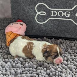 Coton de Tulear Puppies from Gil-VTales