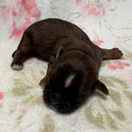 Boy 1 - Red male Shih Tzu puppy in Hemet, California from Aloha Shih Tzu