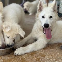 Berger Blanc Suisse and German Shepherd Puppies from Scenic Creek German Shepherds and White Swiss Shepherds