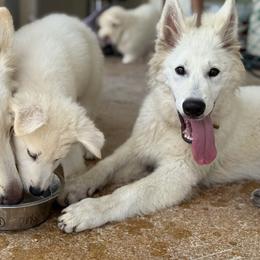 Berger Blanc Suisse and German Shepherd Puppies from Scenic Creek German Shepherds and White Swiss Shepherds