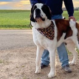 Saint Bernards from DuWayne's Saint Bernards