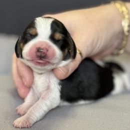 Gray Collar - Black white and tan male Beagle puppy in Las Vegas, Nevada from Hound Kings