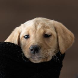 Fettuccine - Labrador Retriever puppy in Compton, Illinois from Kickass Labradors