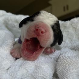 Assorted Doodle Crosses, Bernedoodle, and Goldendoodle Puppies from Central Florida Bernedoodles