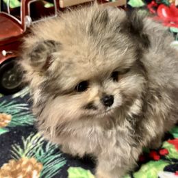 Pomeranians and Pomskies from Pom Pom Pomskies and Pomeranians-TN