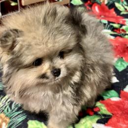 Pomeranians and Pomskies from Pom Pom Pomskies and Pomeranians-TN