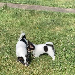 Chihuahua Puppies from Wee Lil’Rascals