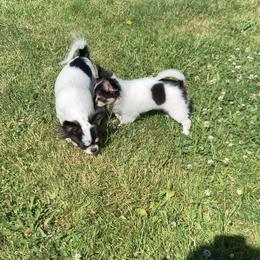 Chihuahua Puppies from Wee Lil’Rascals