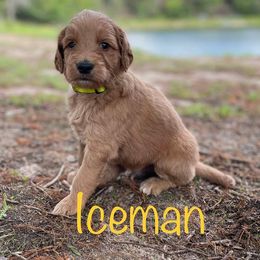 Goldendoodle Puppies from Raintree Lakes Doodles