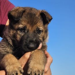 German Shepherd Puppies from Vom Haus Denfors K9