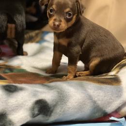 Prague Ratter Puppies from North Star Gem’s Prague Ratters