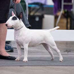 Piper - Miniature Bull Terrier