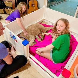 Poodle Puppies from FurEver Poodles