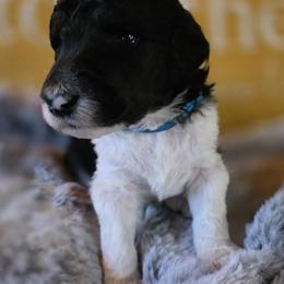 Valentino - Parti male Poodle puppy in Blue Ridge, Georgia from Beltane Standard Poodles