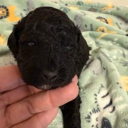 Dax - Silver male Poodle puppy in Azle, Texas from Texas Kissed K9s