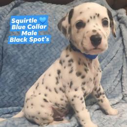 Squirtle (Blue Collar) - White and black male Dalmatian puppy in Raymondville, Missouri from Wagner's Dalmatian's