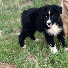 Bexs - Black tri-color Australian Shepherd puppy in Mineral Wells, Texas from A6 Australian Shepards