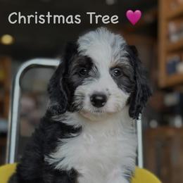 Christmas Tree - Black tri-color female Aussiedoodle puppy in Lancaster, Minnesota from Finney Ranch