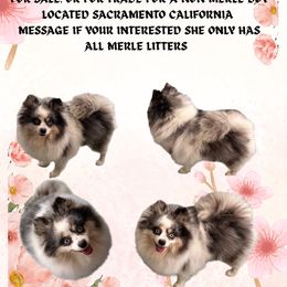 LOLA - Blue merle female Pomeranian puppy in Antelope, California from California Pom Paradise
