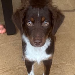 Buster - Red tri male Miniature Australian Shepherd puppy in Fort Myers, Florida from Gilmore Aussie Posse of Florida Pure-bred Miniature Australian Shepherds