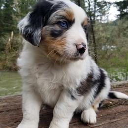 Australian Shepherd Puppies from Middle Fork Australian Shepherds