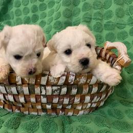 Male 1 - White male Bichon Frise puppy in Brainerd, Minnesota from ACC Ranch
