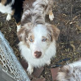 Miniature Australian Shepherd puppies from Bentley’s Aussies