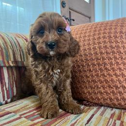 Rosey - Red female Cavapoo puppy in Temecula, California from Designer Doodles