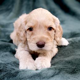 Reed - Caramel ice male Australian Labradoodle puppy in Stanwood, Washington from Victoria Creek Australian Labradoodles