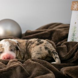 Sable Merle girl - Sable female Goldendoodle puppy in Lafayette, Alabama from Sweethaven Kennels