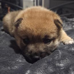 Ember - Red female Shiba Inu puppy in Stanley, North Carolina from Yoru's Dojo Legacy