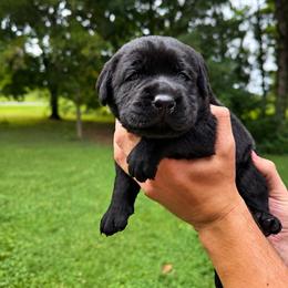 Jury - Black male Labrador Retriever puppy in Amery, Wisconsin from Cornerstone Retrievers