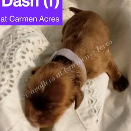 AKC Dash - Ruby female Cavalier King Charles Spaniel puppy in Moscow Mills, Missouri from Cavaliers King Charles Spaniels at Carmen Acres Farm